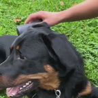 Brosse Furr Anti-Poils™ (Chien)  – Brosse Attrape-Poils Réutilisable Pour Chien